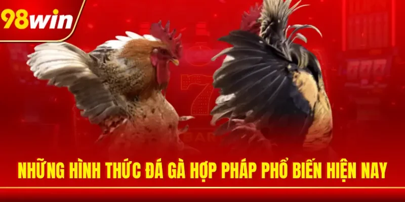 Những hình thức đá gà hợp pháp phổ biến hiện nay